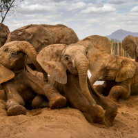 Optimism for elephants fuels effective Indigenous conservation effort