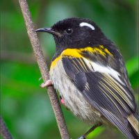 How sound can save a rare bird with an AI assist