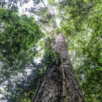 Mongabay Reports: Amazons tallest tree threatened by deforestation