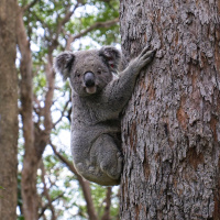 Koala conservation delayed while government pursues faulty offset schemes