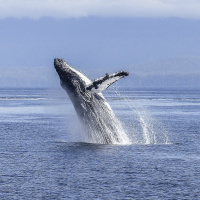Australias inspiring humpback comeback and why krill need protection
