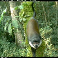 Mongabay Reports: Camera traps in trees reveal a richness of species in Rwandan park