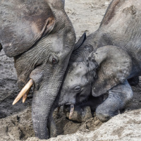 Forest elephants, the endangered gardeners of the Congo Rainforest