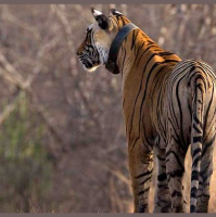 From parks to payments, which conservation methods work best?