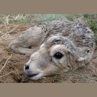 Yaks, curassows, and other cool species overlooked by conservation efforts 