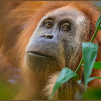 Mongabay Explores Sumatra: Will the worlds newest great ape species face a dammed future?