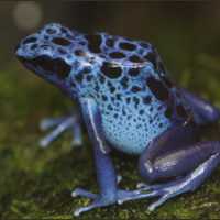 How effective is environmental restoration?