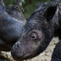 Mongabay Explores: Shes here! A Sumatran rhino is born
