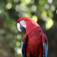 Deforestation decline in the Amazon and other positive news