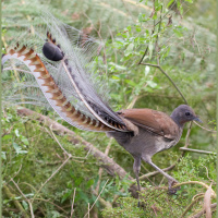The amazing song skills of the superb lyrebird