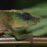 Mongabay Reports: Lost chameleon reappears