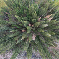 The 411 on forests and reforestation for 2022