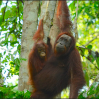 Mongabay Explores Sumatra: Omens and optimism for orangutans