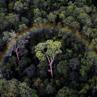 Mongabay Reports: Degraded forests still provide immense value
