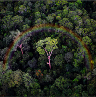 We need nature more than nature needs us: IUCNs Inger Andersen