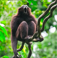Haunting gibbons songs could aid their conservation