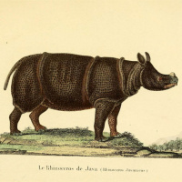 Javan rhino calls and an analysis of green forest certification