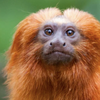 Mongabay Reports: ‘Extinction denial’ is the latest anti-science conspiracy theory