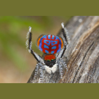 Top new species discoveries of 2016, and how fig trees can save rainforests