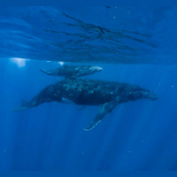 Are humpback whale groups sharing their songs?