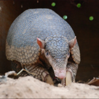 Cerrado solutions: Creative conservation for Brazils massive savanna