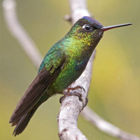 Wonder on wings: the fierce nature and enduring beauty of birds