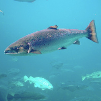 Carl Safina calls for a moral reckoning on aquacultures environmental impacts