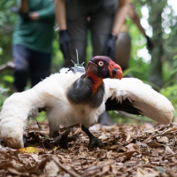 Biological field stations are key to conservation but often invisible