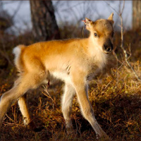 Rewilding, restoration, and real hope for the future