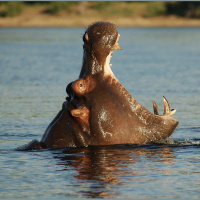Hippos, manatees, and how the sounds of African wildlife aid their conservation
