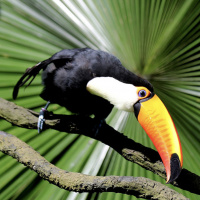 Mongabay Reports: A game changing ecological restoration playbook