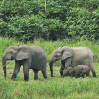 Mongabay Reports: As Gabon gets paid to conserve its forests, will others follow?