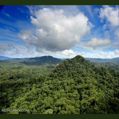 Mongabay Newscast