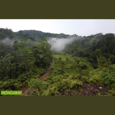 Mongabay Newscast