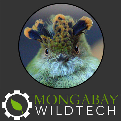 Mongabay Newscast