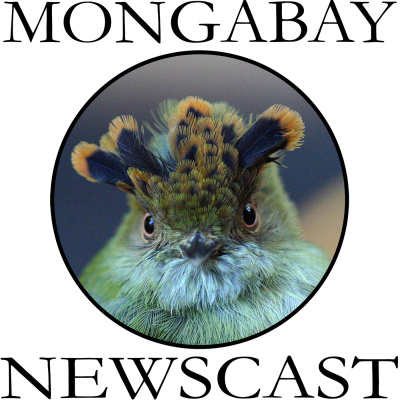Mongabay Newscast