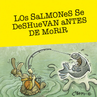 Los salmones se deshuevan antes de morir
