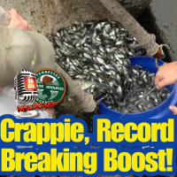 TW 441 - Crappie Surge, Tennessee Record Breaking Boost! 