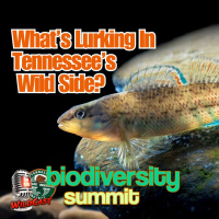 TW 445 - What’s Lurking In Tennessee’s Wild Side? Find Out At The Biodiversity Summit.