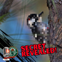 #453 Tennessee’s Epic Wildlife Comeback: A Feathered Secret Revealed!