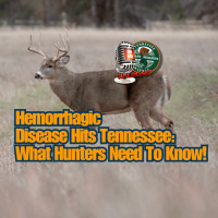 TW 447 - Hemorrhagic Disease Hits Tennessee: What Hunters Need To Know!