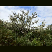 (r)Evolution with HiC