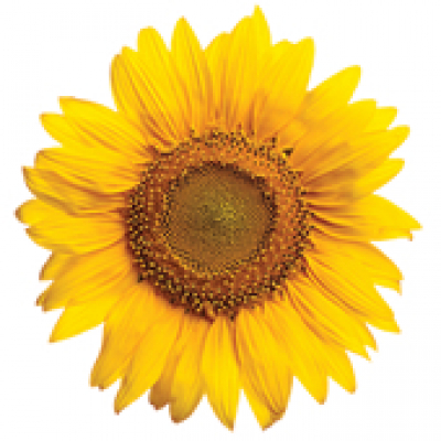 Healing The Wounded Heart - Podcast