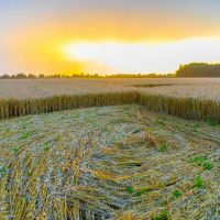 Crop Circle Season?