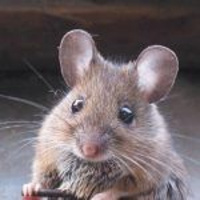 Gerald The Mouse Interview