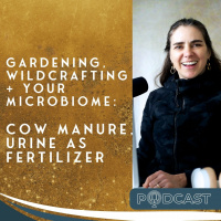 Gardening, Wildcrafting + Your Microbiome: Cow Manure, Urine as Fertilizer