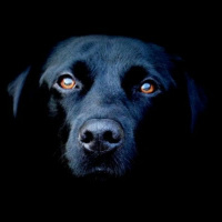 Lo que miran los perros en las noches