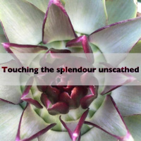 Touching the Splendour Unscathed