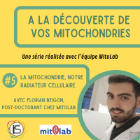 ADM #5 - La mitochondrie, notre radiateur cellulaire, avec Florian Beigon