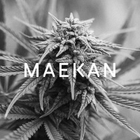 Growing on the Rez — Native American Entrepreneurship and The Green Rush